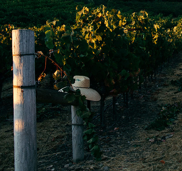 Vineyards with a hat