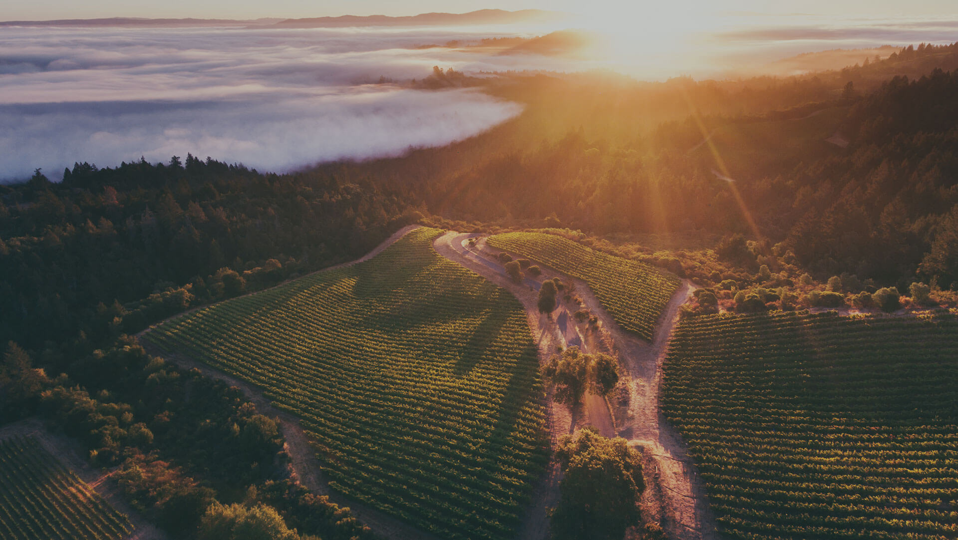 overshot view of the Mt. Brave vineyards