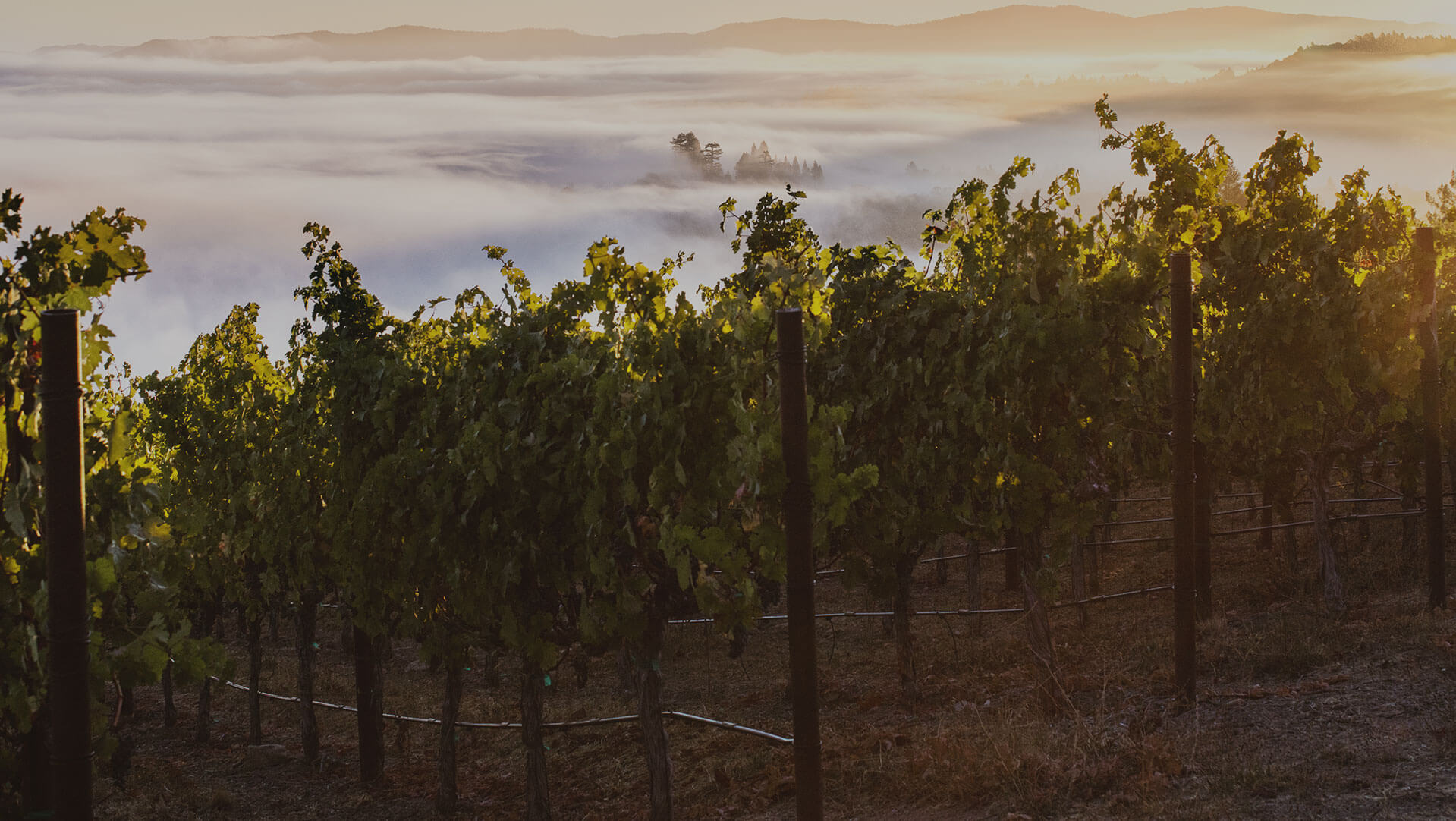 Vineyards with fog in the distance